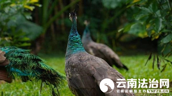 【聚焦云南生物多样性保护宣传周】生物如此多娇